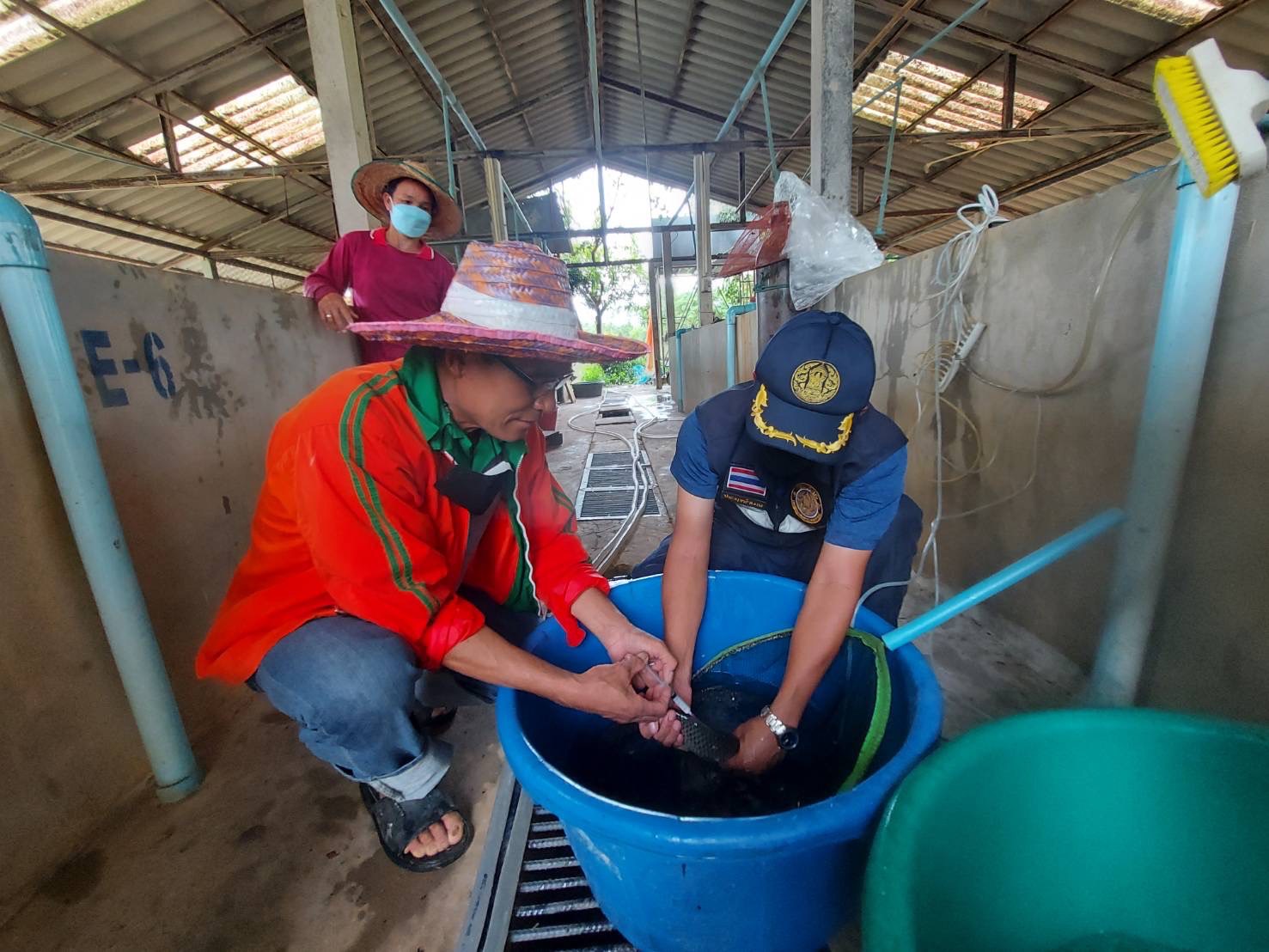ประมงเขื่องในติดตามผลการเพาะพันธุ์ปลาตะเพียนขาว และทำการเพาะพันธุ์รุ่นที่สองของฟาร์มตัวอย่างบ้านยางน้อย..คลิก