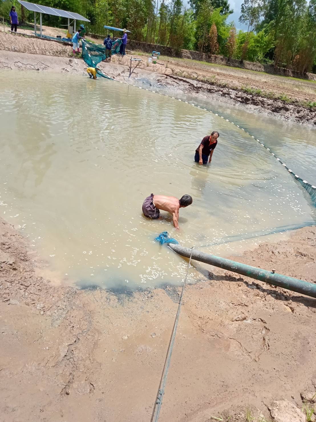 วันที่ 20 พฤษภาคม 2565 นางสาวทัศนีย์ สุนนท์ชัย หัวหน้ากลุ่มพัฒนาและส่งเสริมอาชีพการประมง  ปฏิบัติงานติดตามการดำเนินกิจกรรมการรวบรวมลูกปลาตะเพียนเพื่อแจกจ่ายให้แก่สมาชิก ของกลุ่มเพาะเลี้ยงปลาบ้านดงมะไฟ ตำบลดงมะไฟ อำเภอสุวรรณคูหา จังหวัดหนองบัวลำภู..คลิก