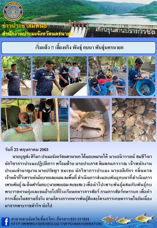 เริ่มแล้ว !! เลี้ยงจริง พันธุ์ กบนา พันธุ์นครนายก..คลิก