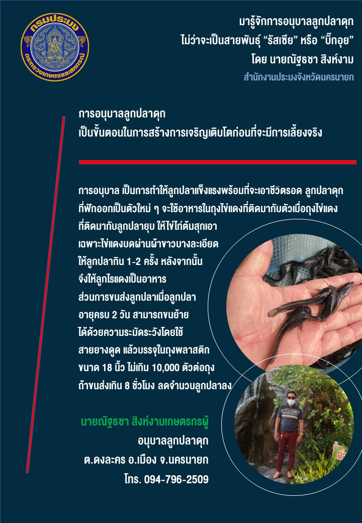 มารู้จักการอนุบาลลูกปลาดุกไม่ว่าจะเป็นสายพันธุ์ “รัสเซีย” หรือ “บิ๊กอุย” โดย นายณัฐธชา สิงห์งาม..คลิก