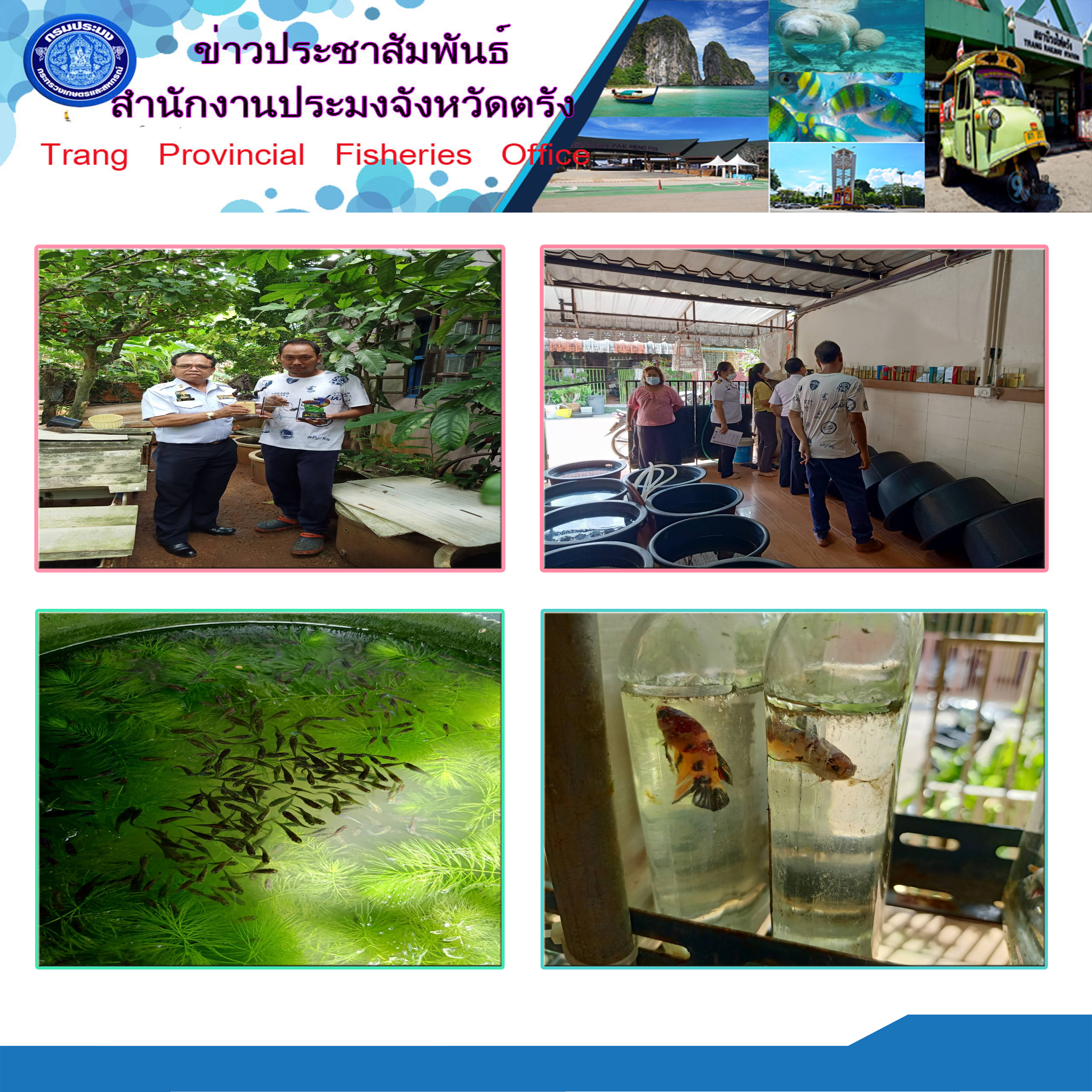ตรวจเยี่ยมฟาร์มเลี้ยงปลากัดที่ได้รับมาตรฐาน GAP ปลาสวยงาม