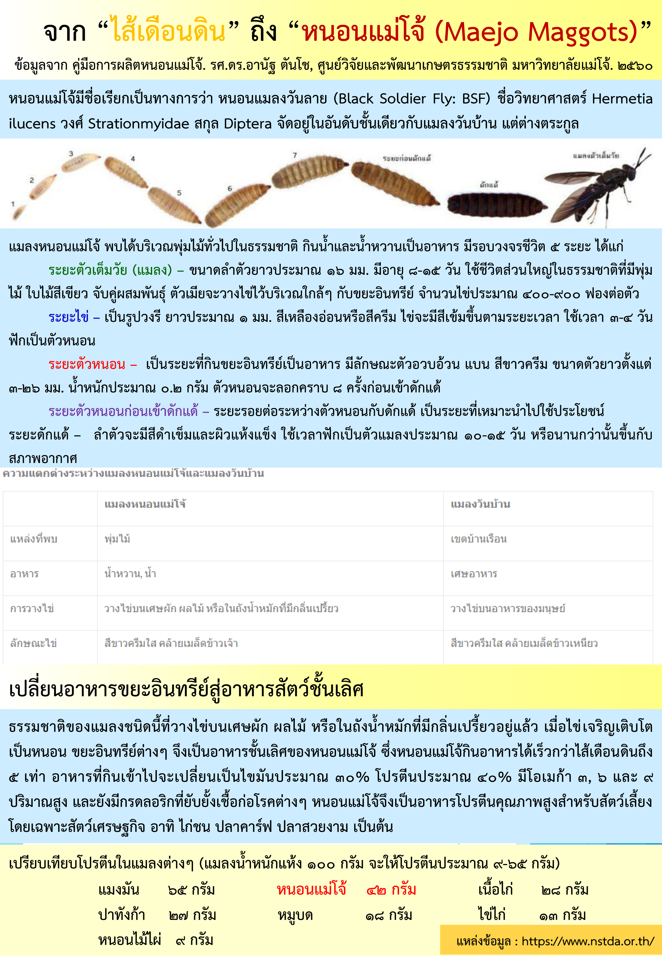 หนอนแม่โจ้มีชื่อเรียกเป็นทางการว่า หนอนแมลงวันลาย (Black Soldier Fly: BSF) จาก 