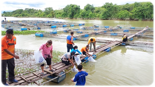 ปล่อยพันธุ์ปลาพื้นถิ่นลงแหล่งน้ำธรรมชาติ
