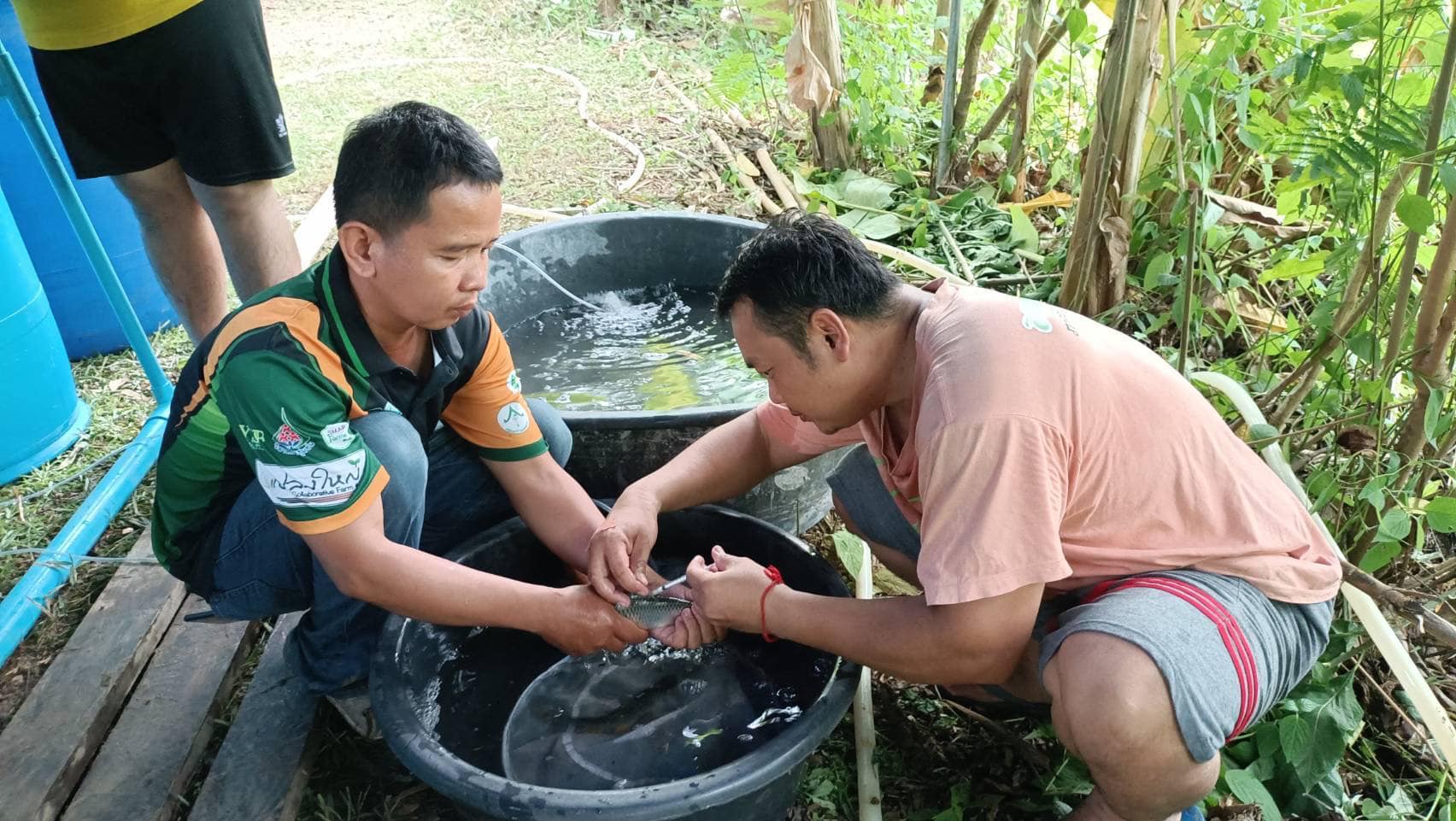 วันที่ 1 กรกฎาคม 2565 นายเมธา ตาลเหล็ก ประมงอำเภอนากลาง ปฏิบัติงานติดตามและทบทวนการดำเนินงานการเพาะพันธุ์ปลาตะเพียนด้วยชุดเพาะพันธุ์ปลาเคลื่อนที่ ณ บ้านโพธิ์ศรีสมพร หมู่ 11 ตำบลอุทัยสวรรค์ อำเภอนากลาง จังหวัดหนองบัวลำภู..คลิก