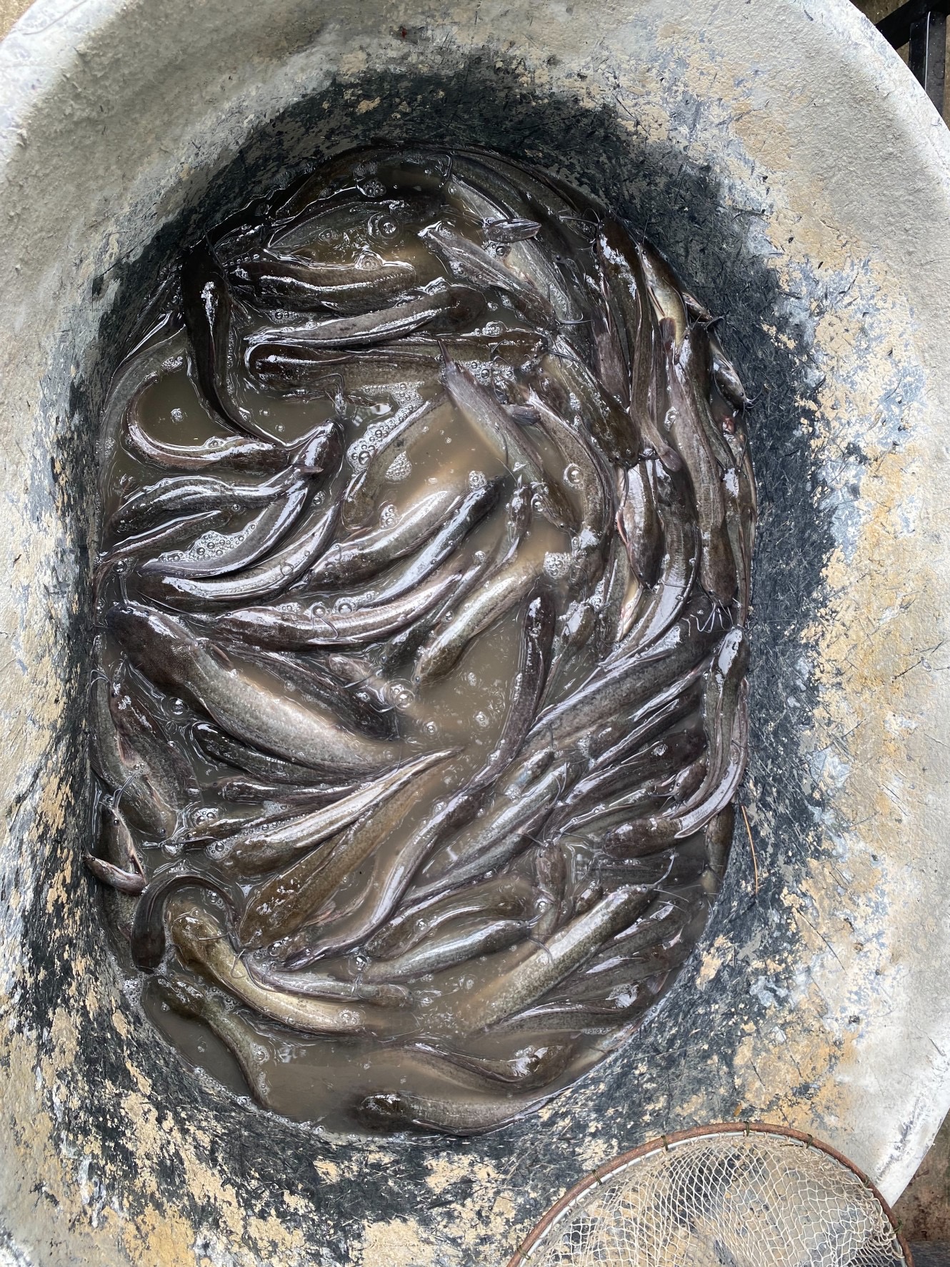 วันที่ 7 กรกฎาคม 2565 นายบุญหลาย กุลนารัตน์ ประมงจังหวัดหนองบัวลำภู มอบหมายให้นายไพศาล ศรีคูณ นักวิชาการประมง เข้าร่ามประชุมคณะทำงานส่งเสริมและพัฒนาอาชีพ ภายใต้คณะอนุกรรมการนโยบายที่ดินจังหวัด (คทช.จังหวัด) ครั้งที่ 3/2565 ณ นิคมสร้างตนเองโนนสัง ตำบลนิคมพัฒนา อำเภอโนนสัง จังหวัดหนองบัวลำภู..คลิก