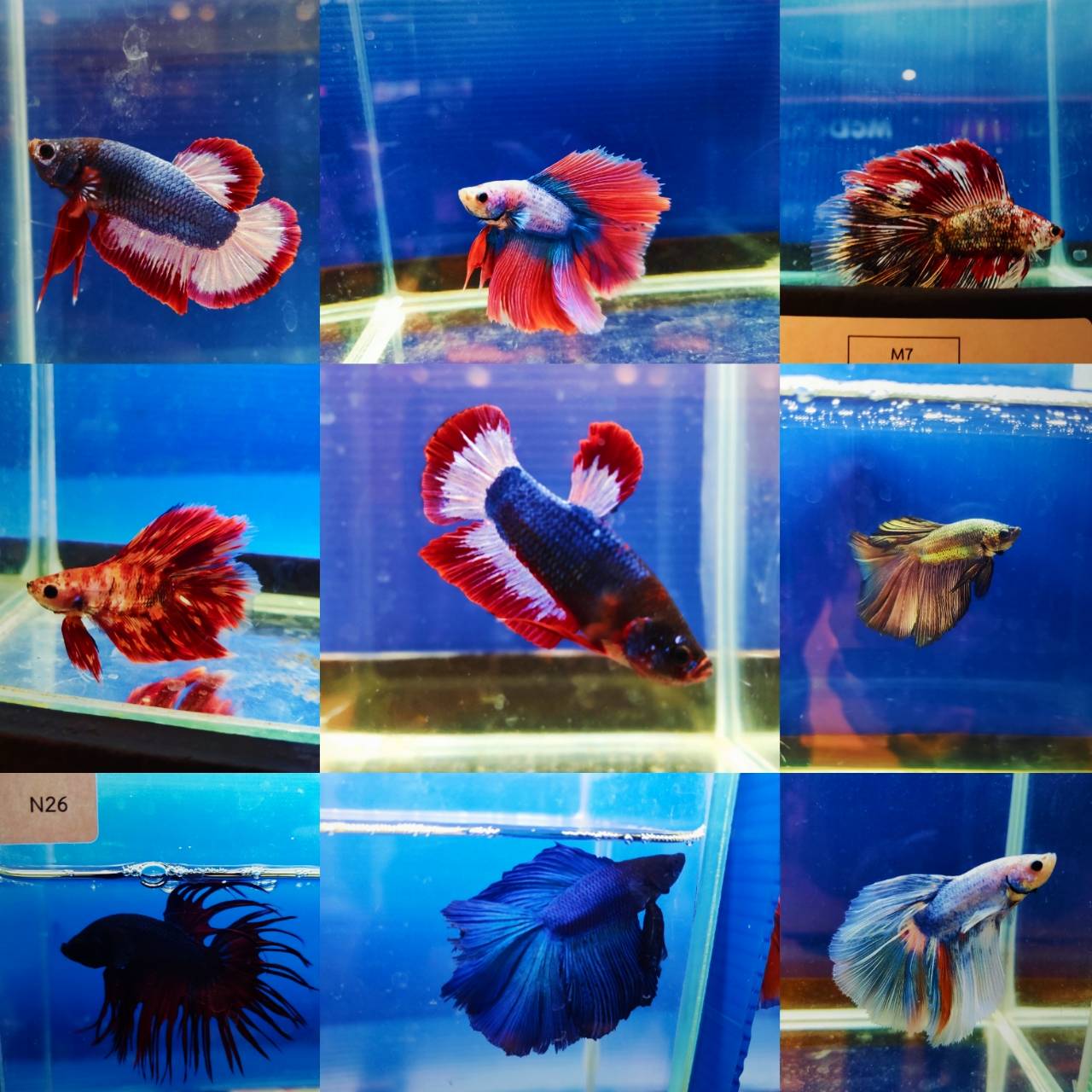 งานวันประมงน้อมเกล้าฯ 2565 ครั้งที่ 32