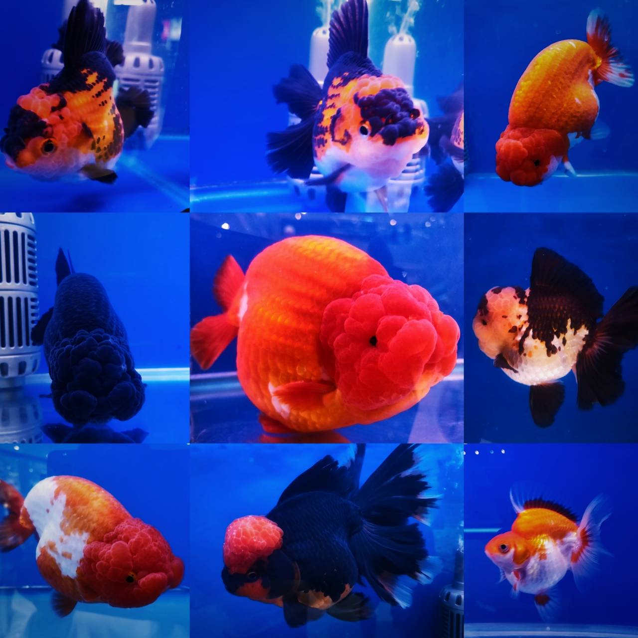 งานวันประมงน้อมเกล้าฯ 2565 ครั้งที่ 32..คลิก