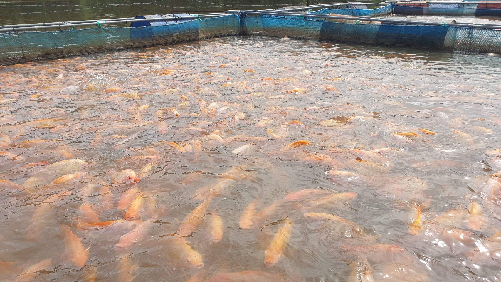 จัดชั้นคุณภาพแปลงใหญ่ (แปลงปี 2563 และ แปลง ปี 2564) และติดตามผลการให้คำแนะนำเกษตรกรผู้เลี้ยงกุ้งทะเลในการใช้งาน ระบบ APD..คลิก