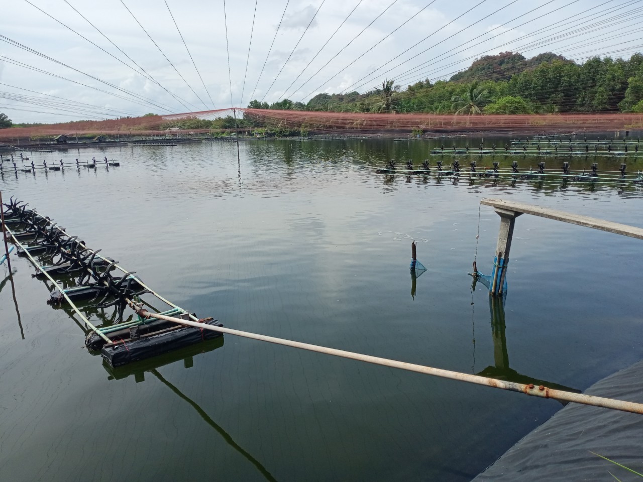 ถอดบทเรียนเกษตรกรผู้เลี้ยงกุ้งทะเลที่ประสบความสำเร็จในการเลี้ยงกุ้งทะเล..คลิก