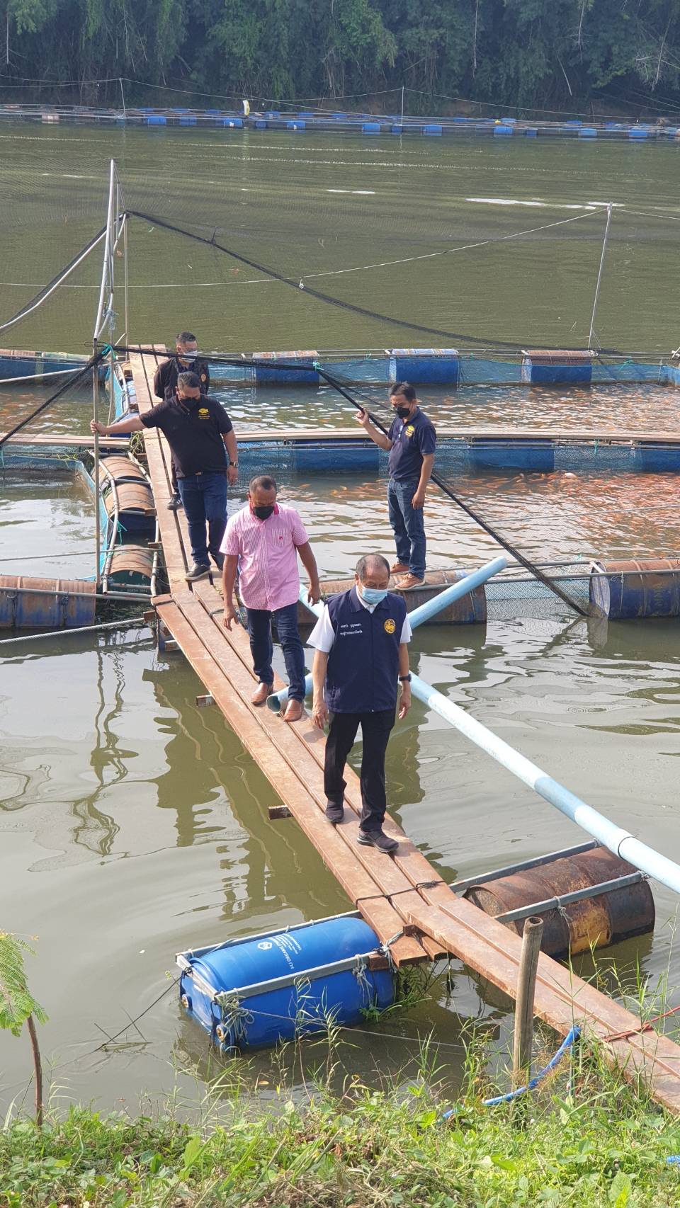 โครงการระบบส่งเสริมเกษตรแบบแปลงใหญ่ด้านประมง (แปลงใหญ่ปลาทับทิมกระชังแม่น้ำเมืองกาญจนบุรี)..คลิก