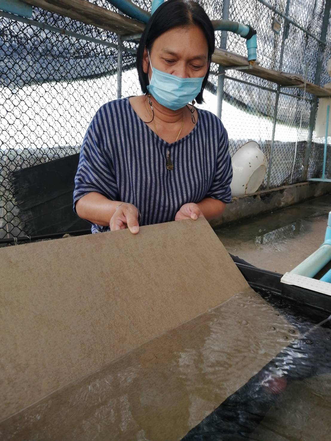 โครงการกระจายปลาตุ้ม (ปลาบู่) ศูนย์ฯ อ่างทอง ได้ส่งมอบปลาตุ้ม (ปลาบู่) จำนวน 5,000 ตัว แก่ศูนย์ฯ ปทุมธานี..คลิก