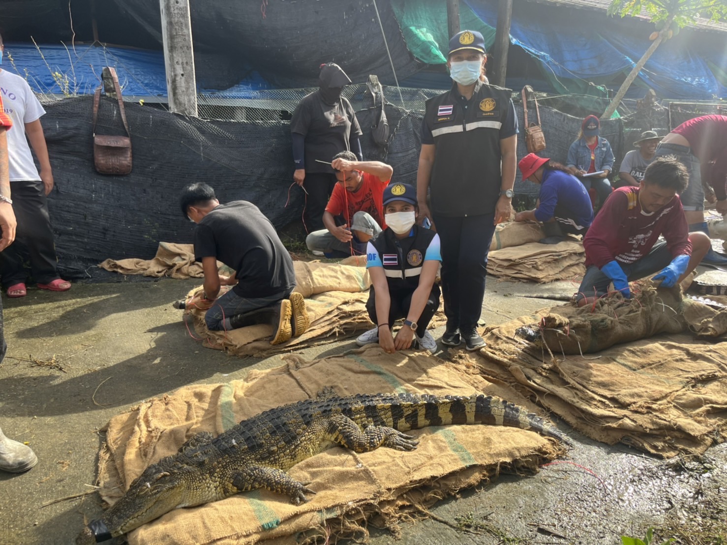 ประมงจังหวัดภูเก็ต ลงพื้นที่ตรวจสอบการเคลื่อนย้ายจระเข้