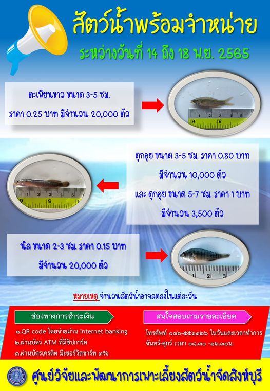 สัตว์น้ำพร้อมจำหน่ายวันที่ 14-18 พฤศจิกายน พ.ศ. 2565..คลิก