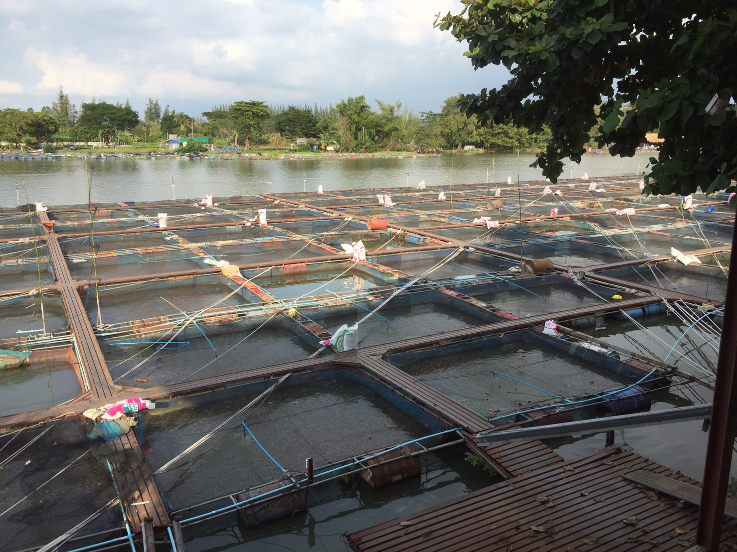 สำนักงานประมงจังหวัดกาญจนบุรี ร่วมกับคณะวิทยาศาสตร์ มหาวิทยาลัยราชภัฏกาญจนบุรี ลงพื้นที่เก็บข้อมูลด้านการเลี้ยงปลาในกระชัง..คลิก