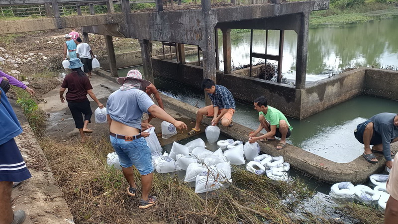 สนับสนุนพันธุ์ปลากินพืช เพื่อปล่อยลงสู่แหล่งน้ำบ้านเกาะแตระ อ.เมือง จ.พัทลุง..คลิก