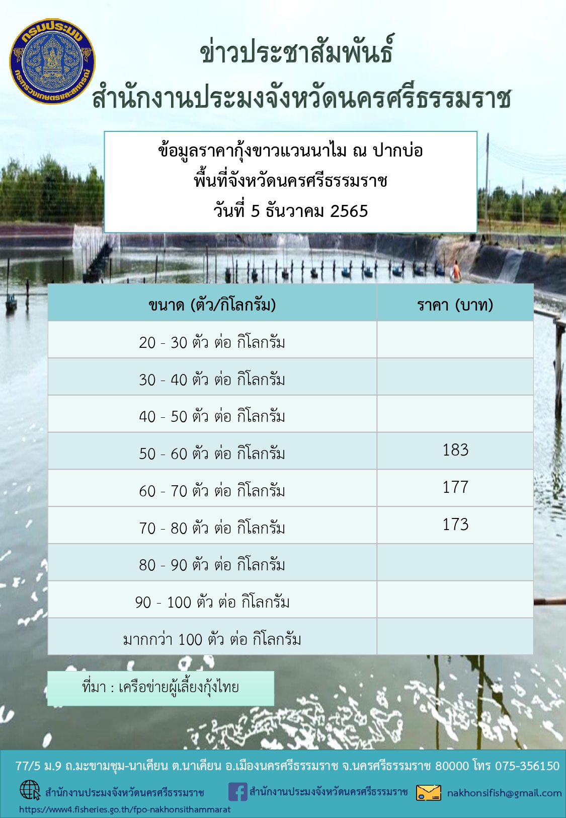 ราคากุ้งขาวแวนนาไม ณ ปากบ่อ พื้นที่จังหวัดนครศรีธรรมราช วันที่ 5 ธันวาคม 2565
