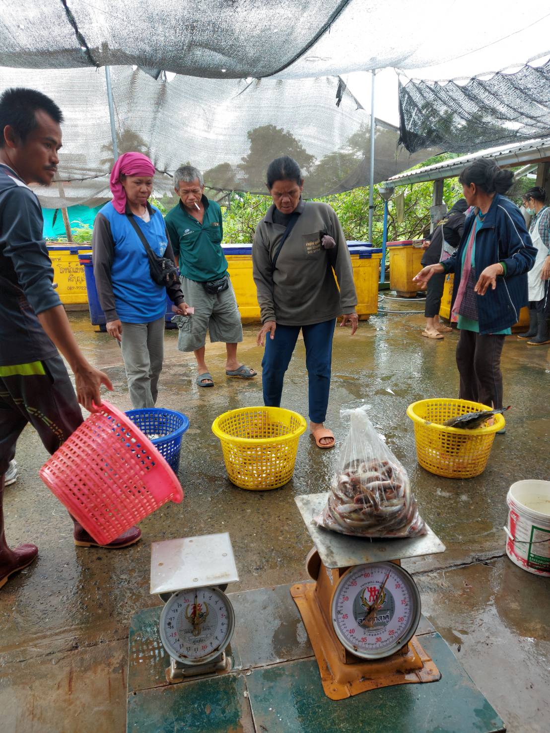 วันที่ 7 ธันวาคม 2565 นายวิทยา ประเสริสังข์ ประมงอำเภอโนนสัง ปฎิบัติงานเยี่ยมเยียนแสดงความยินดีกับกลุ่มแปรรูปปลาห้วยบงตรา 3 AAA ที่ได้รับสนับสนุนโรงอบอบปลาตากแห้งพลังงานแสงอาทิตย์จากงบจังหวัดหนองบัวลำภูปี 2565..คลิก