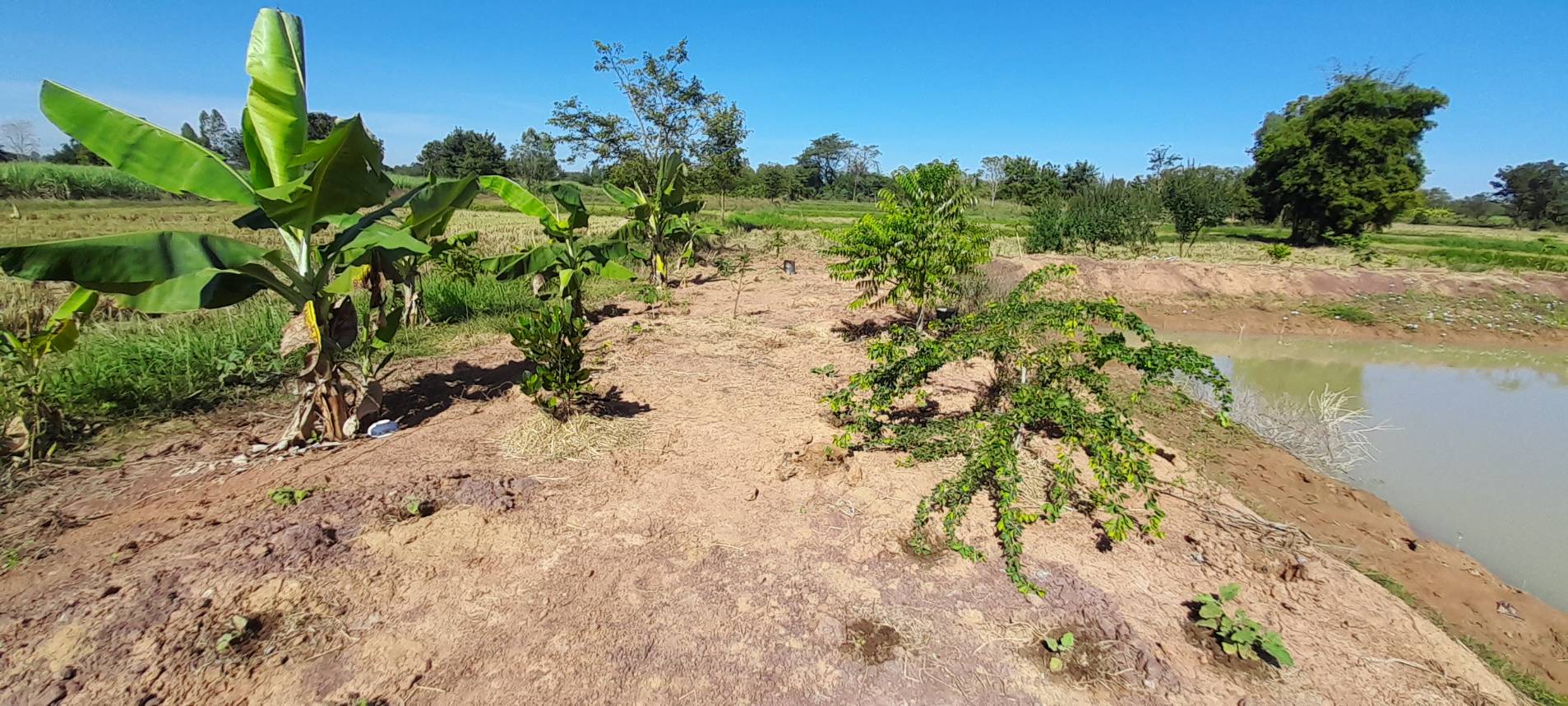 วันที่ 8 ธันวาคม 2565      นายสมภาร วังคีรี ประมงอำเภอเมืองหนองบ้วลำภู ปฎิบัติงานคัดเลือกเกษตรกร และตรวจสอบบ่อ โครงการบริหารจัดการการผลิตสินค้าเกษตรตามแผนที่เกษตรเพื่อการบริหารจัดการเชิงรุก (Agri-Map) ปีงบประมาณ 2566..คลิก