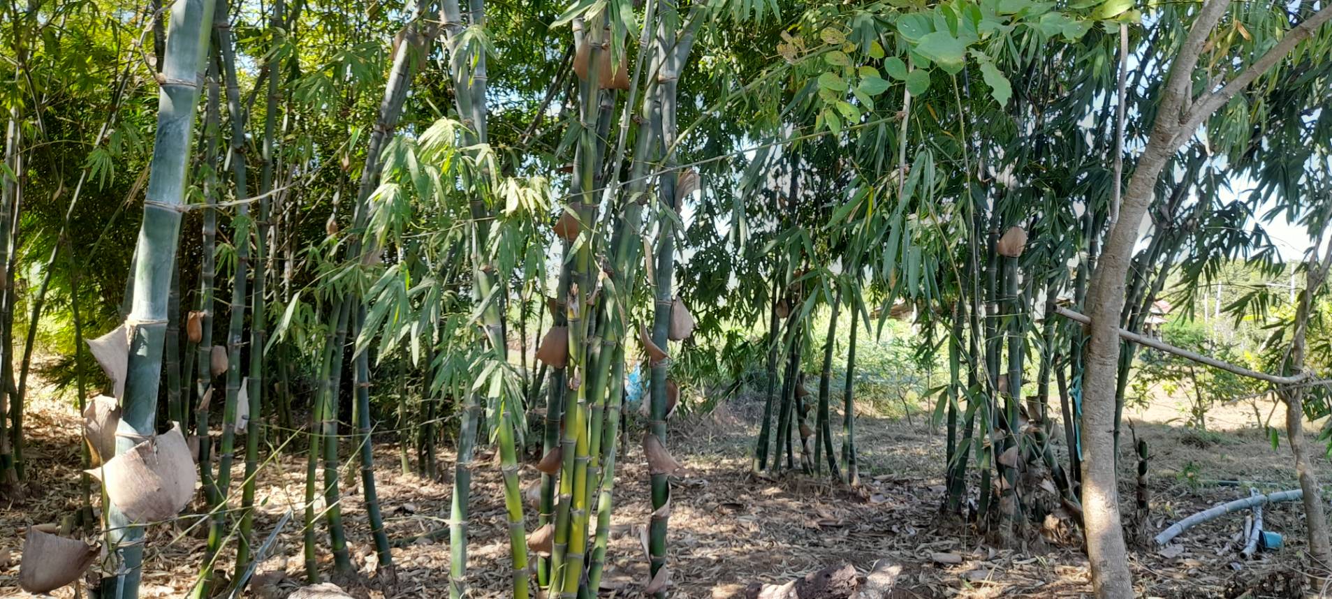 วันที่ 13 ธันวาคม 2565 นายสมภาร วังคีรี ประมงอำเภอเมืองหนองบ้วลำภู ปฎิบัติงานคัดเลือกเกษตรกร และตรวจสอบบ่อ โครงการบริหารจัดการการผลิตสินค้าเกษตรตามแผนที่เกษตรเพื่อการบริหารจัดการเชิงรุก (Agri-Map) ปีงบประมาณ 2566..คลิก