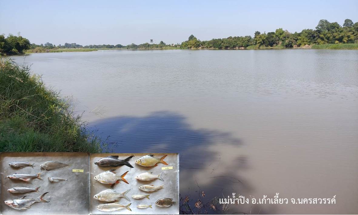 กิจกรรมการประเมินสถานภาพทรัพยากรสัตว์น้ำในแม่น้ำและแหล่งน้ำขนาดใหญ่ของไทย (CPUE) ประจำปีงบประมาณ 2566..คลิก
