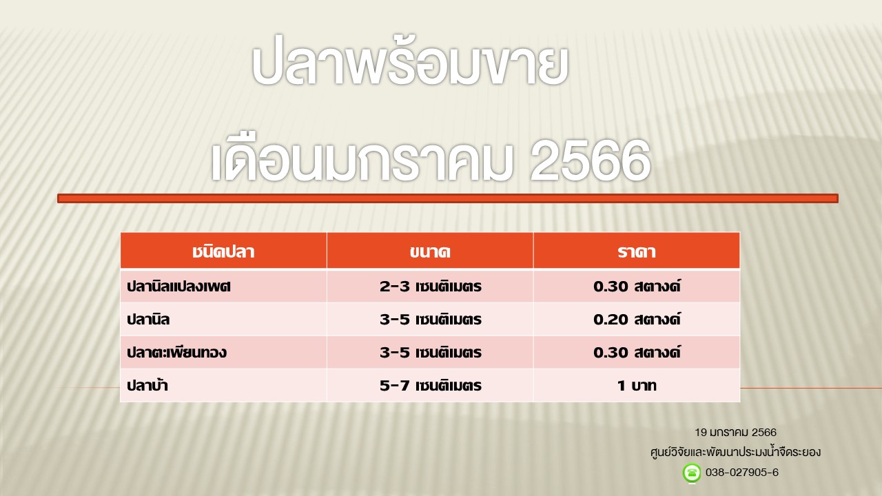 ปลาพร้อมขาย วันที่ 19 มกราคม 2566..คลิก