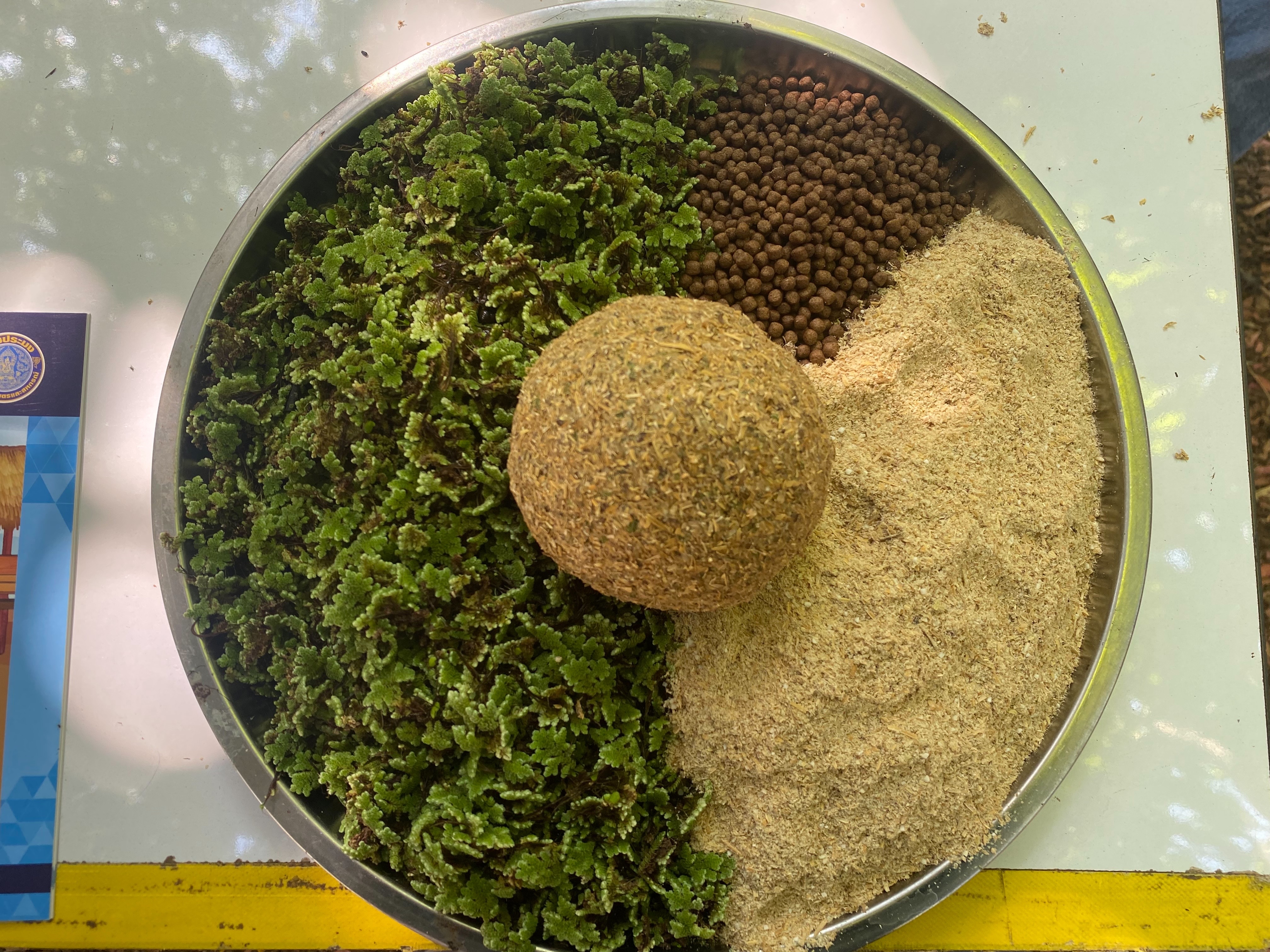 วันที่ 19 มกราคม 2566 สำนักงานประมงจังหวัดหนองบัวลำภู เข้าร่วมงานวันถ่ายทอดเทคโนโลยี เพื่อเริ่มต้นฤดูกาลผลิตใหม่ Field Day ประจำปีงบประมาณ 2566 ซึ่งในการนี้ได้ร่วมจัดกิจกรรมเป็นสถานีเรียนรู้ด้านการเพาะเลี้ยงปลากินพืช  ณ ศพก. เครือข่าย (แปลงไร่นาสวนผสม นางอรอุมา อุทธากิจ)..คลิก