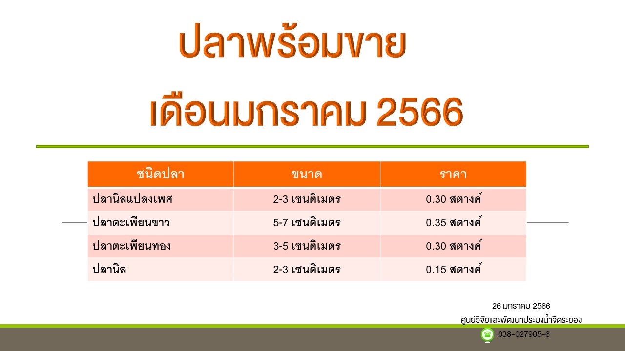 ปลาพร้อมขาย วันที่ 26 มกราคม 2566..คลิก