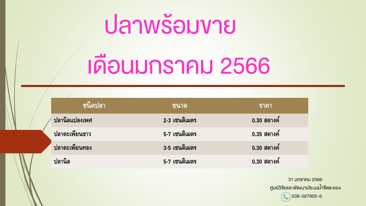 ปลาพร้อมขาย วันที่ 31 มกราคม 2566..คลิก