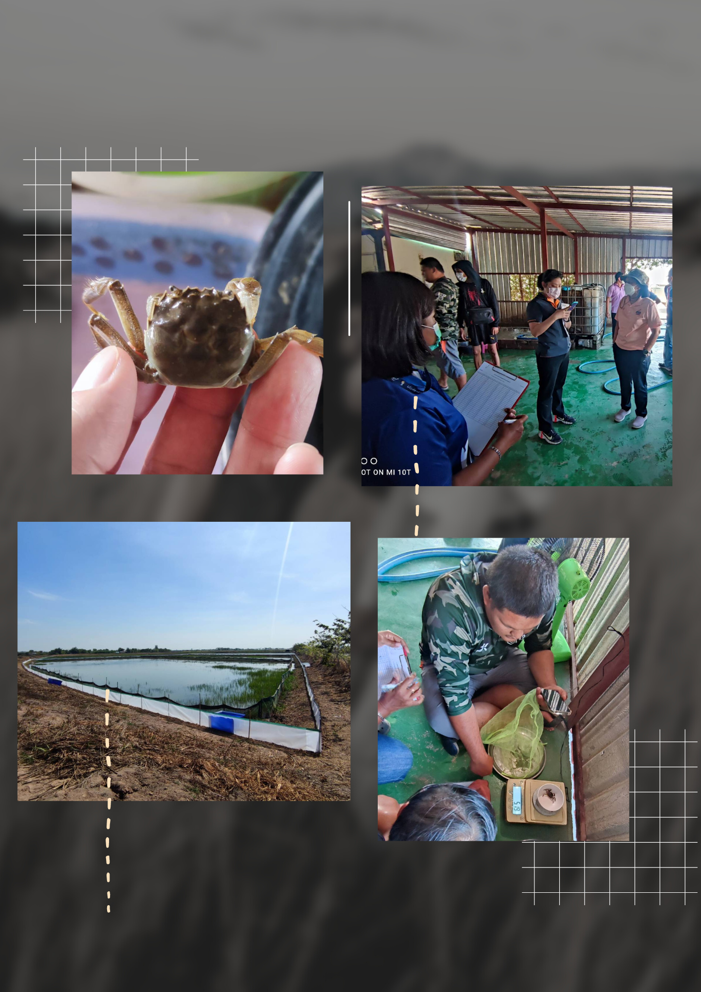 ร่วมตรวจติดตามการลงลูกปูขน..คลิก