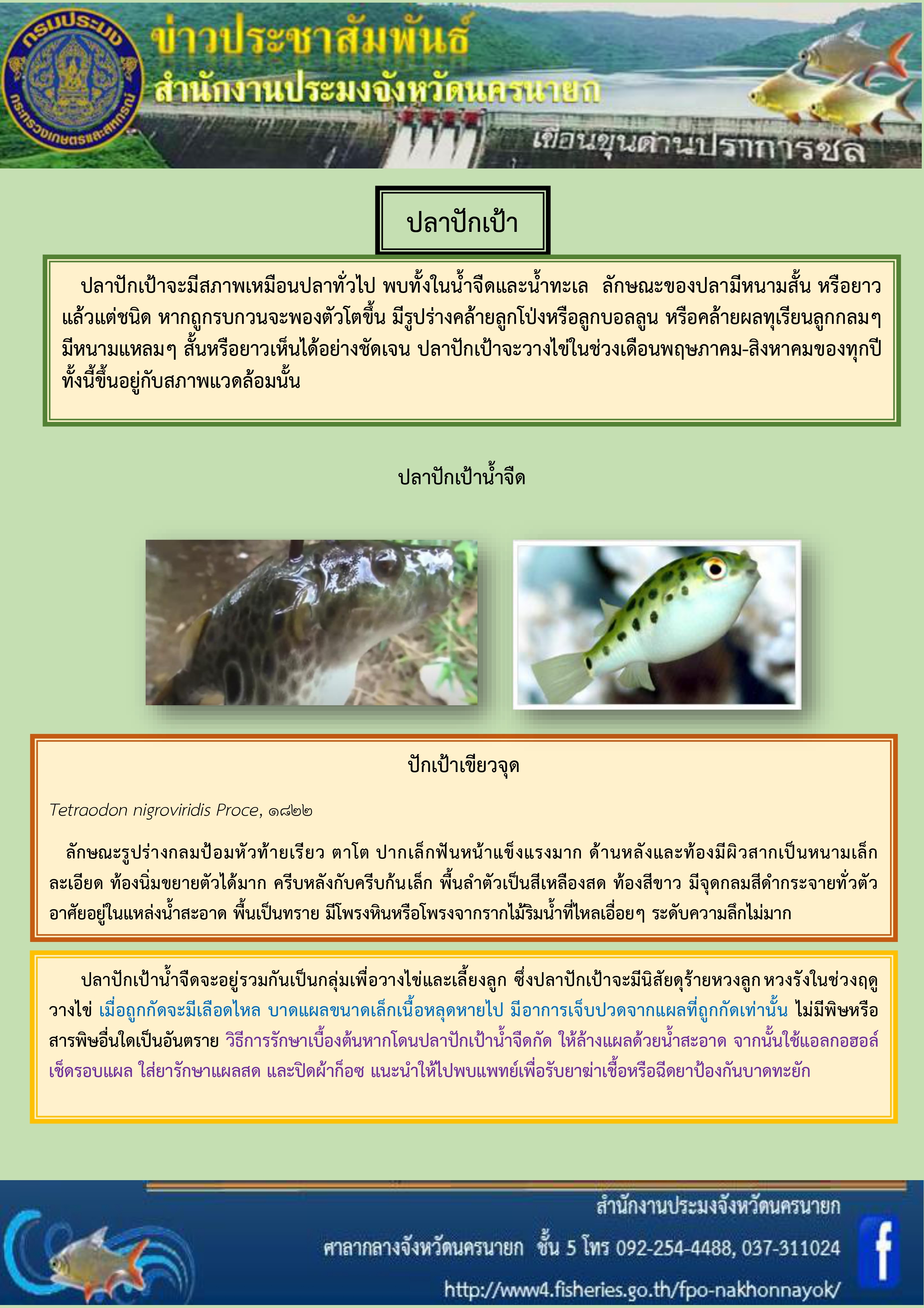 ปลาปักเป้า สังเกตุก่อนเล่นน้ำ..คลิก