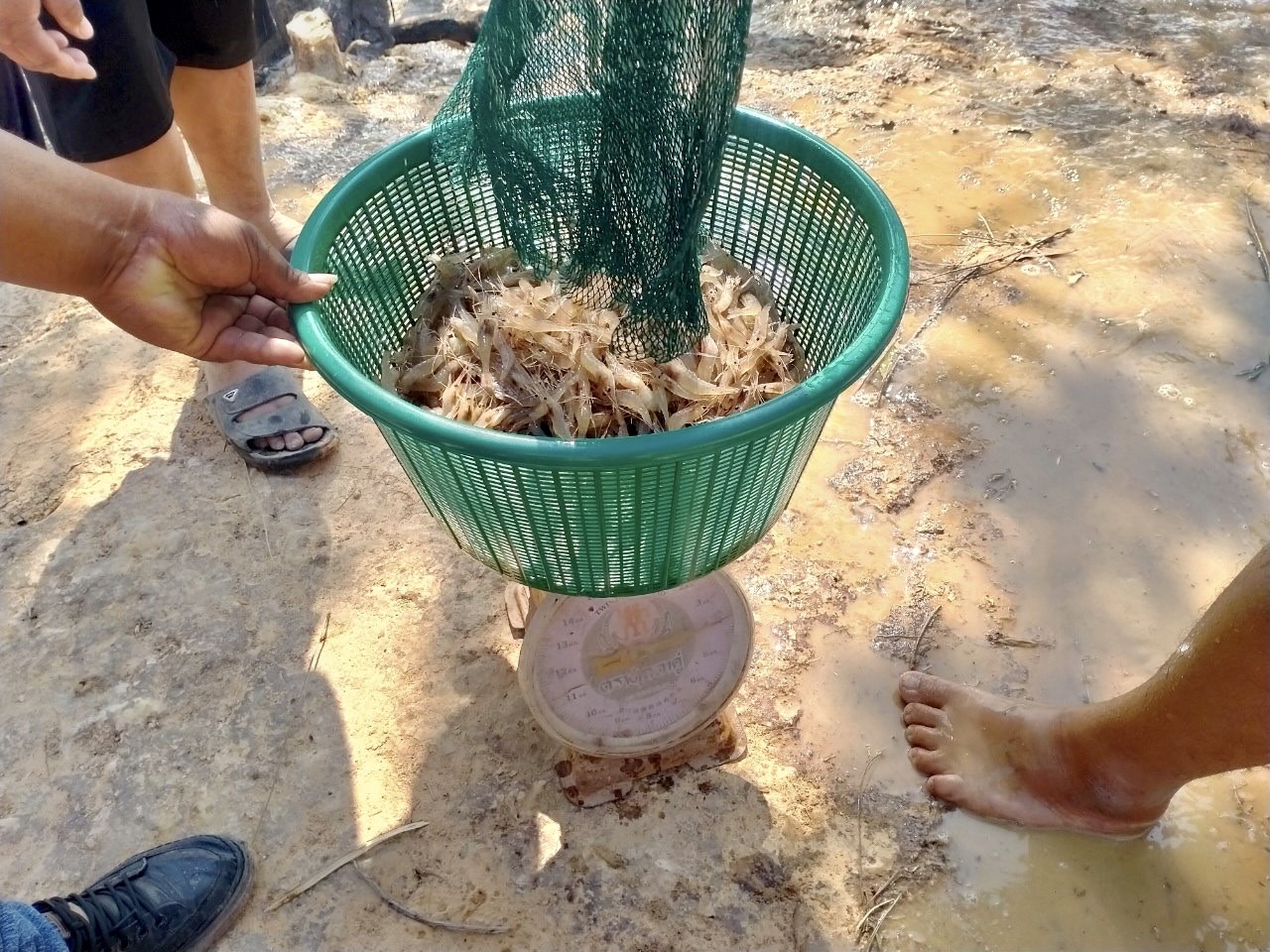 ปล่อยพันธุ์สัตว์น้ำ (กุ้งก้ามกราม)ในโครงการเพิ่มผลผลิตสัตว์น้ำเศรษฐกิจที่มีมูลค่าสูงเพื่อสร้างรายได้ จำนวน 5 แหล่งน้ำ ประจำปีงบประมาณ 2566..คลิก