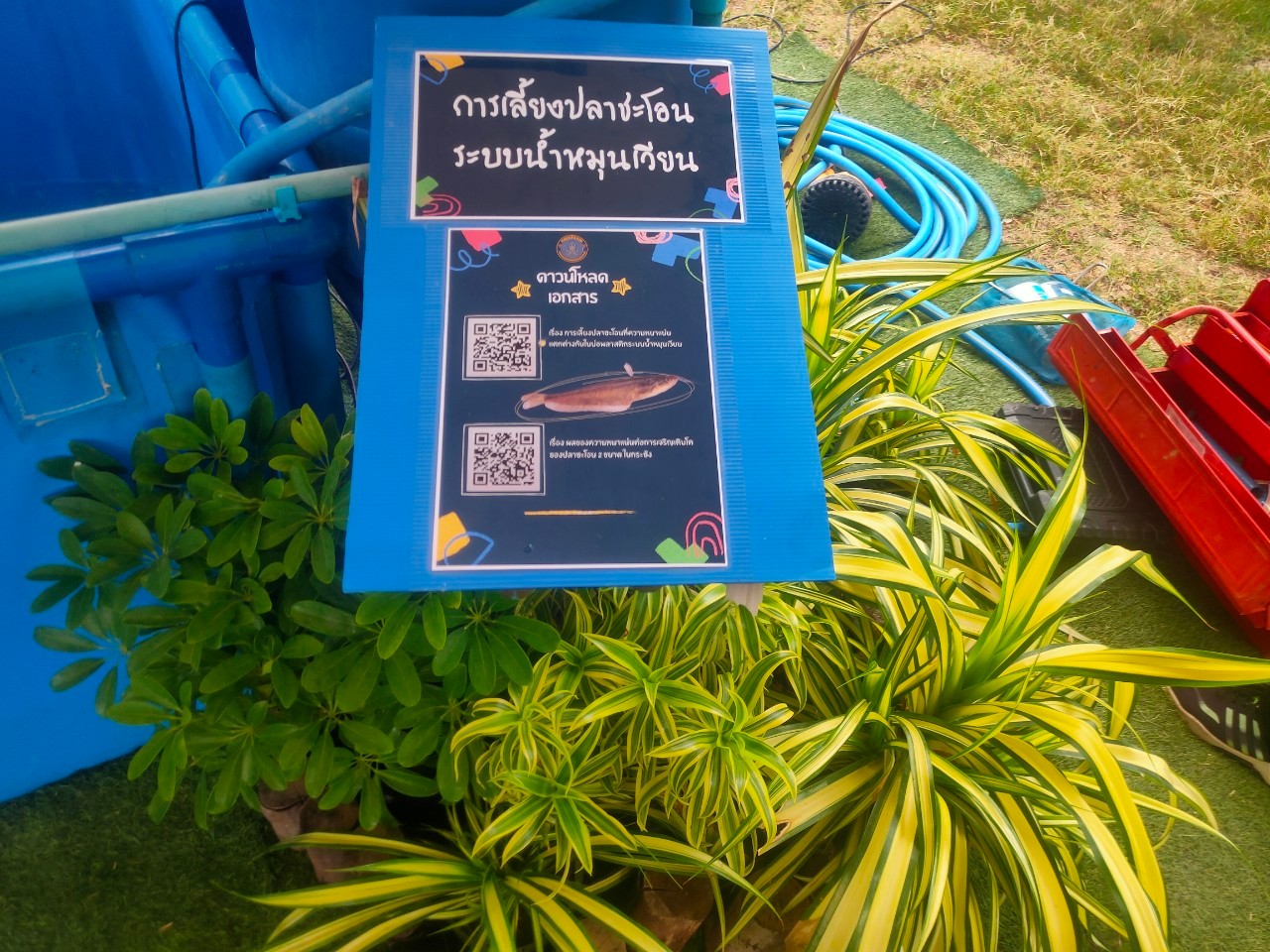 ร่วมจัดนิทรรศการเลี้ยงปลาชะโอนระบบน้ำหมุนเวียน และให้ความรู้ด้านการเพาะเลี้ยงสัตว์น้ำ โครงการ..คลิก