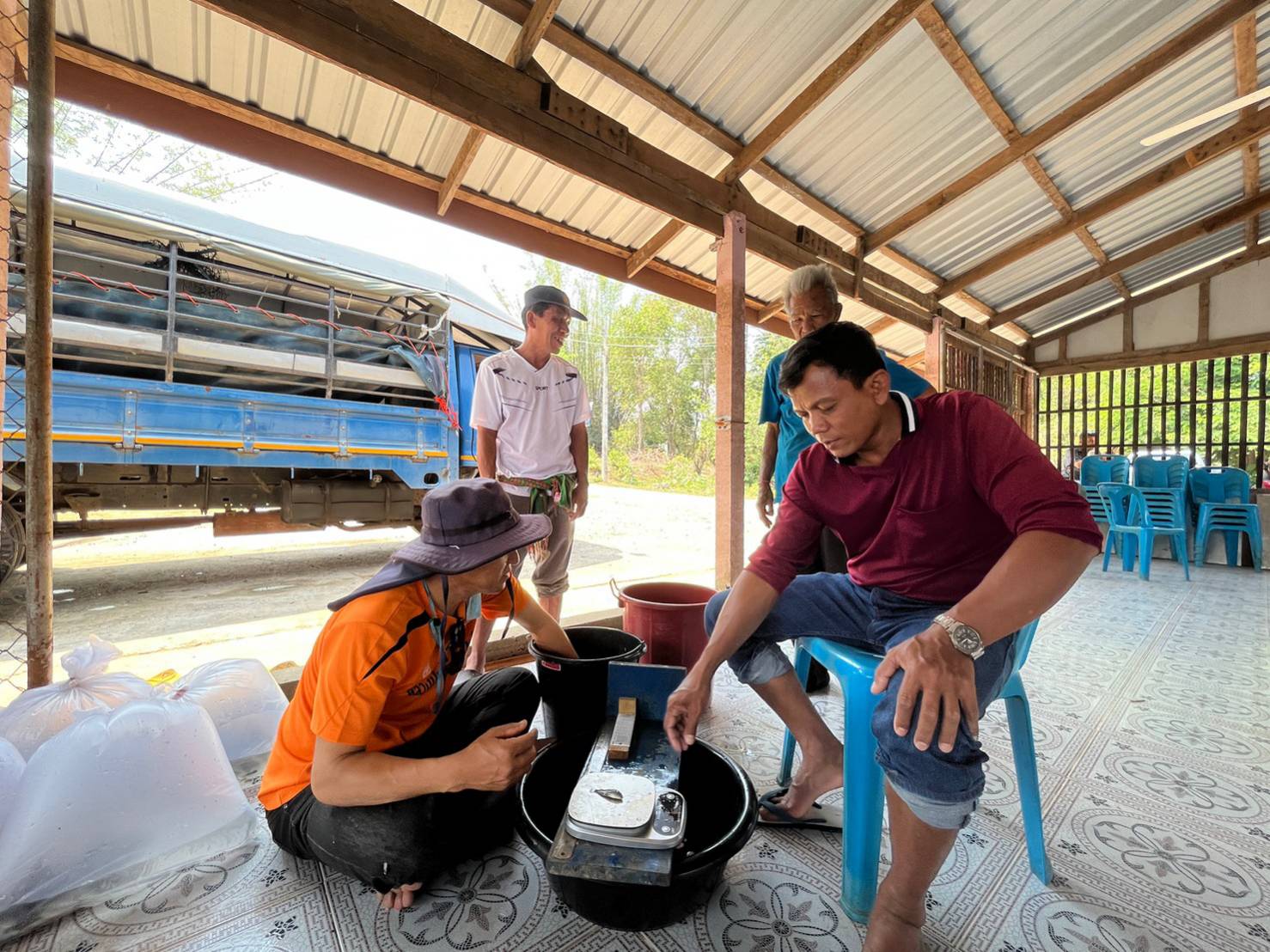 ปล่อยพันธุ์ปลาลงสู่แหล่งน้ำหนองสิม..คลิก