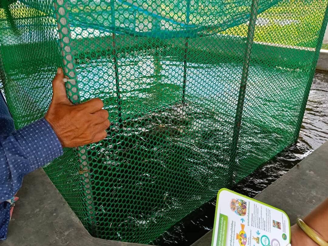 ส่งเสริมอาชีพ และให้คำแนะนำในการสร้างโรงเพาะฟักสัตว์น้ำจืด ของกลุ่ม องค์กรชุมชนประมงท้องถิ่น  กลุ่มเพาะเลี้ยงสัตว์น้ำลุ่มน้ำปากพนัง..คลิก