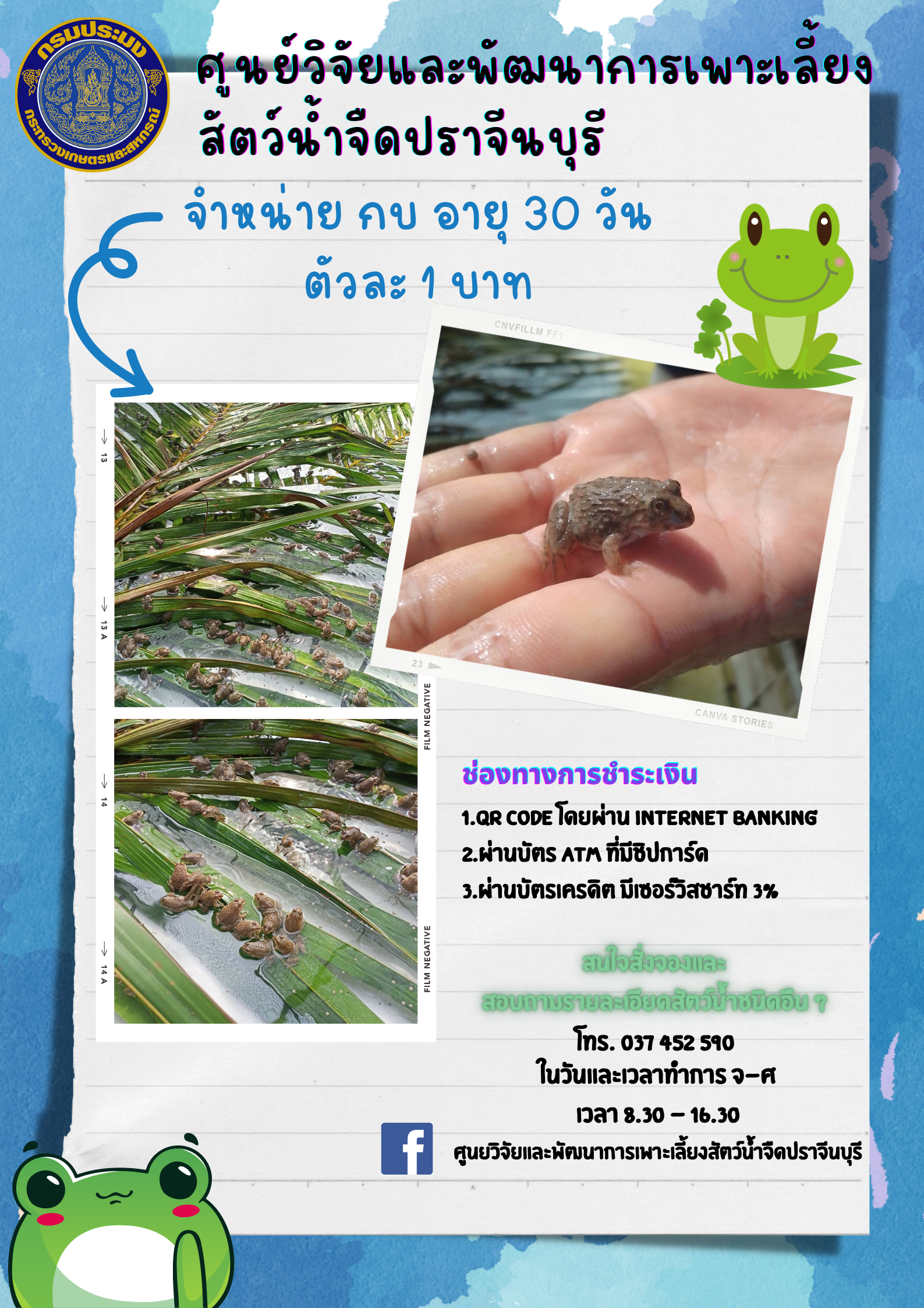 จำหน่ายพันธุ์กบ อายุ 30 วัน ตัวละ 1 บาท..คลิก