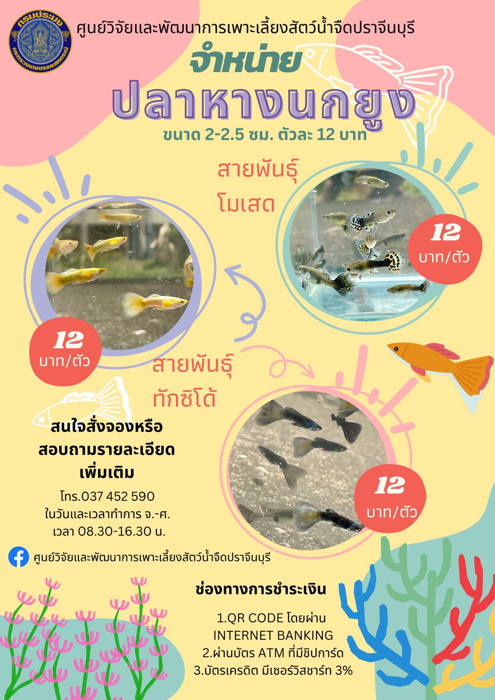จำหน่ายลูกปลาหางนกยูง ขนาด 2-2.5 ซม. สายพันธุ์โมเสดและสายพันธุ์ทักซิโด้ ตัวละ 12 บาท
