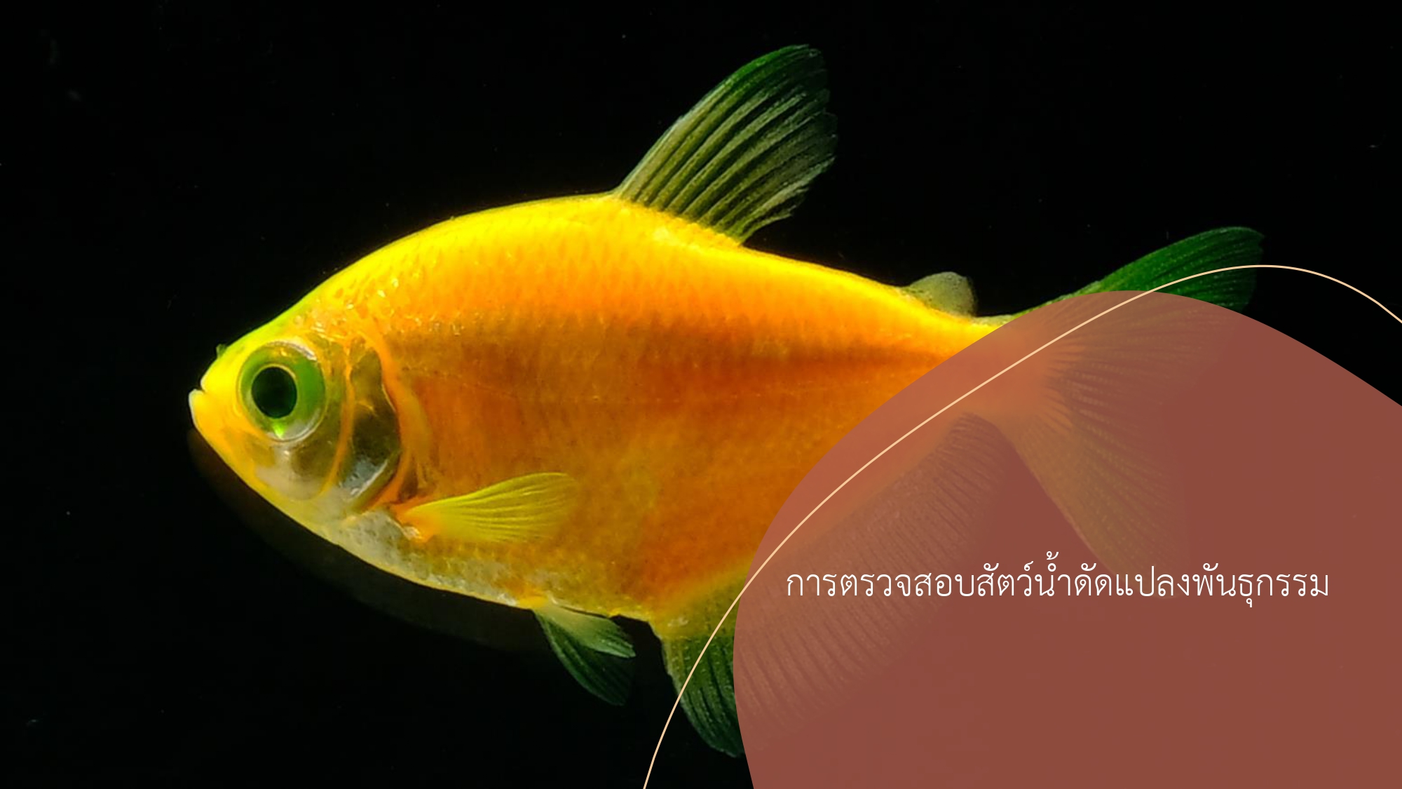 “ปลาเรืองแสงจีเอ็มโอ”..คลิก