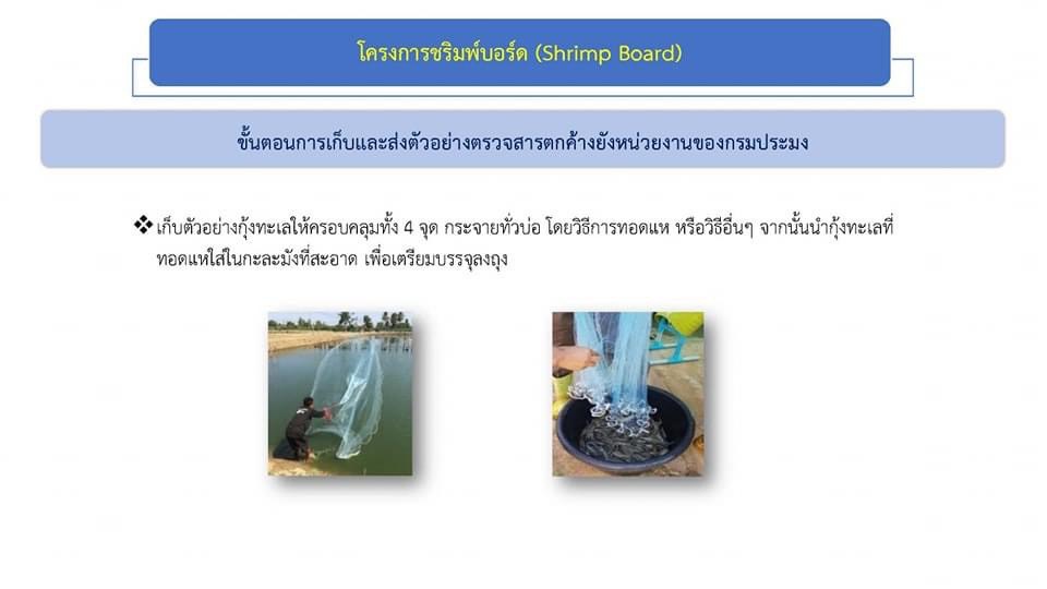 โครงการรักษาเสถียรภาพราคากุ้งขาวแวนนาไม..คลิก