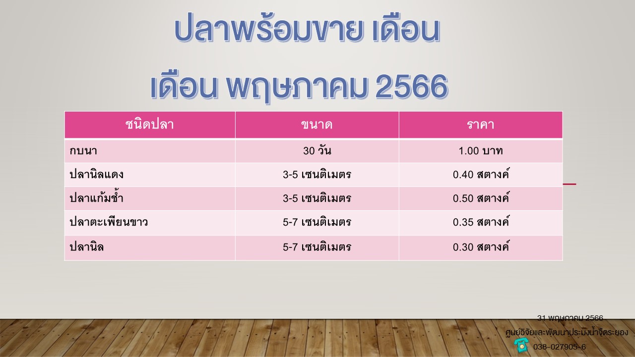 ปลาพร้อมขาย วันที่ 31 พฤษภาคม 2566..คลิก