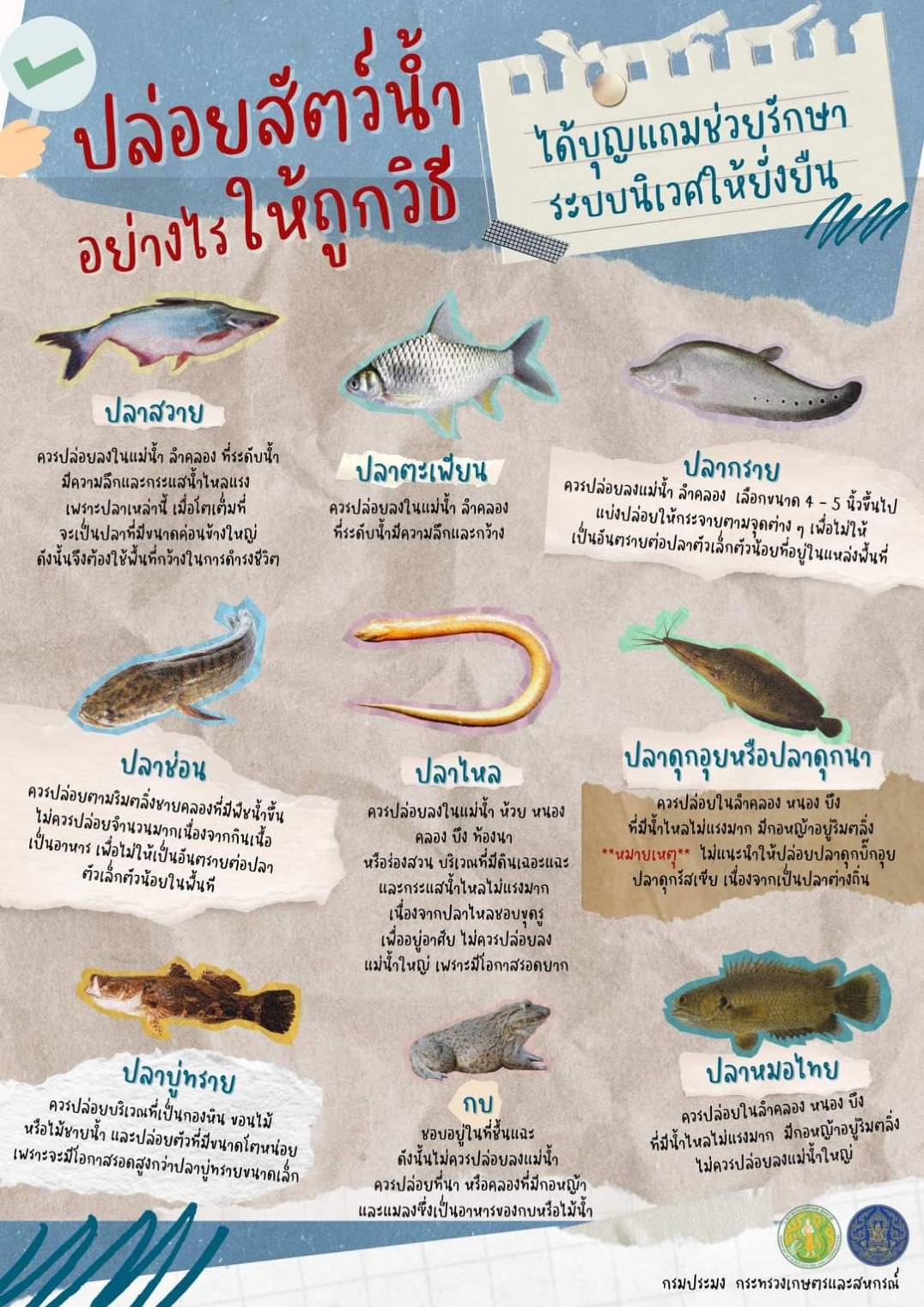 สำนักงานประมงจังหวัดเชียงรายขอประชาสัมพันธ์ ปล่อยสัตว์น้ำอย่างไรให้ถูกวิธี ได้บุญแถมช่วยรักษาระบบนิเวศให้ยั่งยืน..คลิก