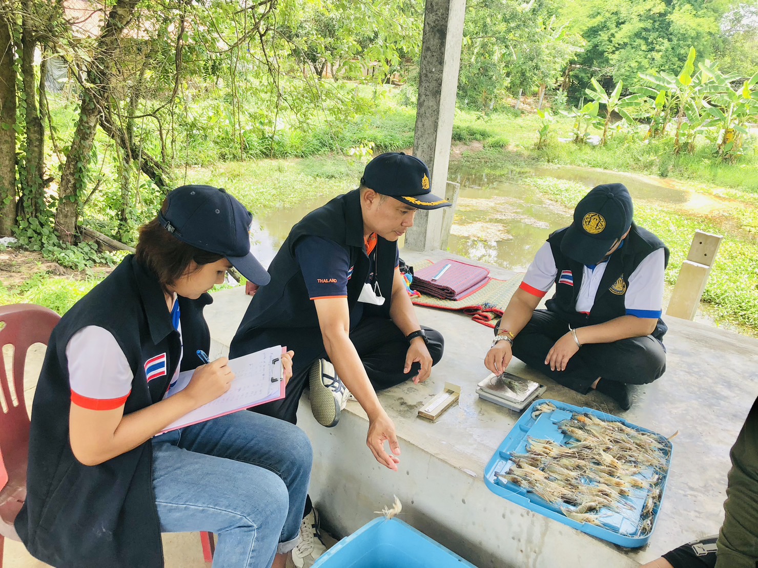 ประเมินผลการจับสัตว์น้ำต่อหน่วยการลงแรงประมง (CPUE) หลังปล่อยพันธุ์สัตว์น้ำ (กุ้งก้ามกราม แหล่งที่ 1)  