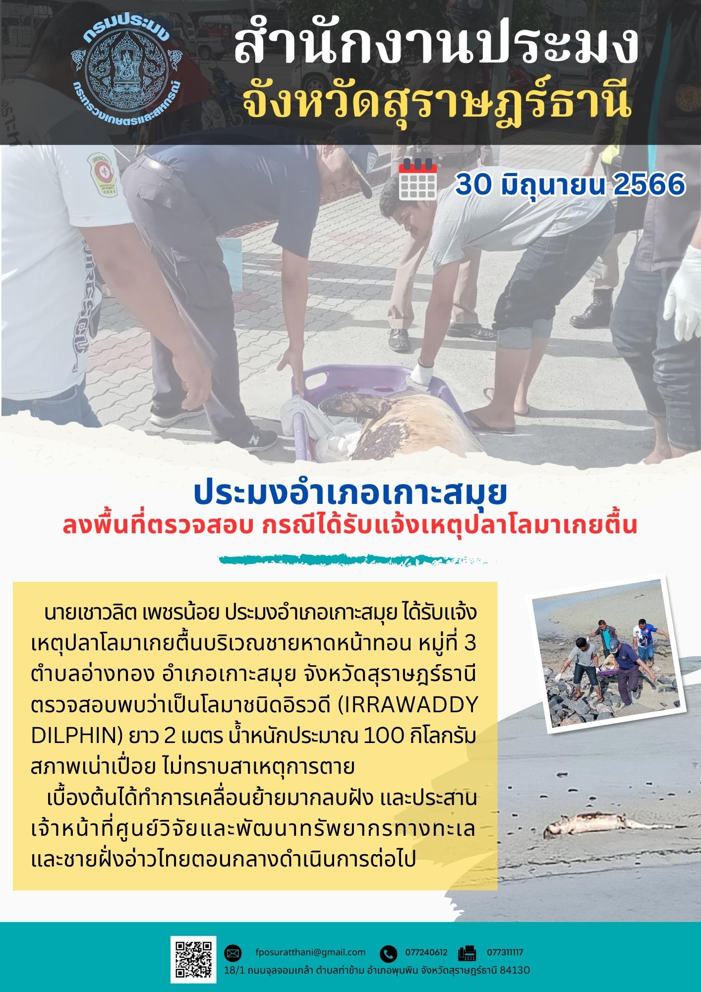ประมงอำเภอเกาะสมุย ลงพื้นที่ตรวจสอบ กรณีได้รับแจ้งเหตุปลาโลมาเกยตื้น..คลิก