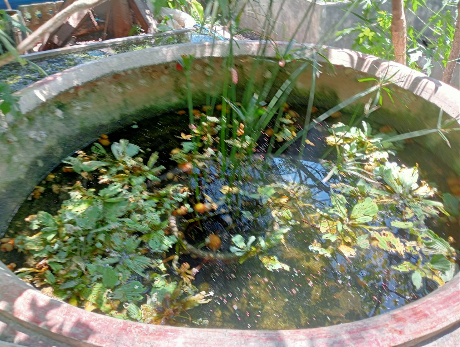 วันที่ 6 กรกฏาคม 2566    นายบุญหลาย กุลนารัตน์ ประมงจังหวัดหนองบัวลำภู มอบหมายให้ นายสมมิตร ธรรมมิยะ ประมงอำเภอสุวรรณคูหา ร่วมกับ นายธีรศักดิ์ ศรีร่องหอย นักวิชาการประมงปฏิบัติการ และนางสาวสายสมร พลบูรณ์ นักวิชาการประมง ออกพื้นที่ปฏิบัติงาน แนะนำให้ความรู้ การเพาะเลี้ยง การควบคุมการเลี้ยง และแนะแนวทางในการขอจดสิทธิบัตรการพัฒนาปรับปรุงพันธุ์หอยไข่มุข ซึ่งได้จากการผสมพันธุ์ระหว่างหอยเชอรี่สีทองจำนวน 2 สายพันธุ์ และ หอยโข่งภาคใต้สีทอง ให้กับเกษตรกร..คลิก