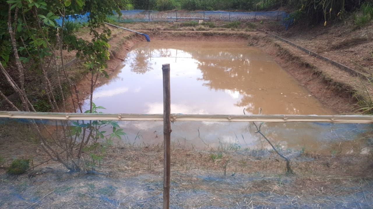 วันที่ 12 กรกฏาคม 2566  นายวิทยา ประเสริฐสังข์  ประมงอำเภอโนนสัง ร่วมกับนายพวง ช่างจักร ผญบ.บ้านหินสิ่วพร้อมสมาชิกเกษตรกรกลุ่มเพาะพันธุ์ปลาบ้านหินสิ่วร่วมกันปล่อยลูกพันธุ์ปลาตะเพียนที่ได้จากการเพาะด้วยชุดเพาะพันธุ์ปลาเคลื่อนที่ (hatchery mobile งบยุทธศาสตร์จังหวัดปี 2564)เพื่ออนุบาลต่อ 2 เดือนแก่สมาชิก..คลิก