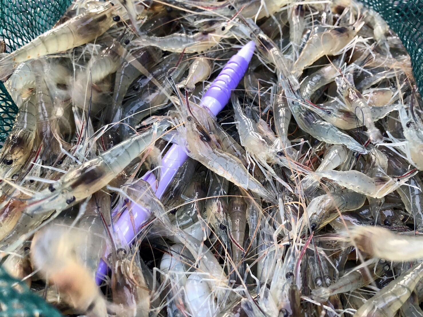 ปล่อยพันธุ์กุ้งก้ามกรามในแหล่งน้ำปิด เพื่อเพิ่มความอุดมสมบรูณ์ในแหล่งน้ำปิด และเป็นแหล่งอาหาร และสร้างรายได้ให้กับชุมชน  จำนวน 4 แห่ง