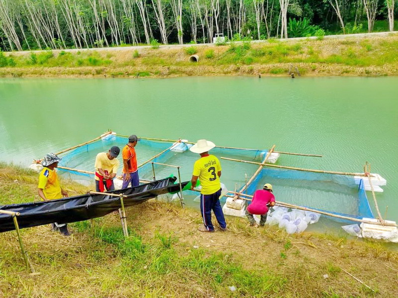 สนับสนุนพันธุ์ปลากินพืช เพื่อปล่อยลงสู่หนองปลิง อ.เขาชัยสน จ.พัทลุง..คลิก