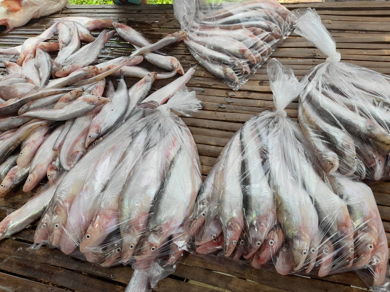 นายบุญหลาย กุลนารัตน์ ประมงจังหวัดหนองบัวลำภูพร้อมด้วยนายวิทยา ประเสริฐสังข์ ประมงอำเภอโนนสังและนายไพศาล ศรีคูณ นักวิชาการประมง สำนักงานประมงจังหวัดหนองบัวลำ ภูออกเยี่ยมเยียนและสำรวจข้อมูลปริมาณการจับสัตว์น้ำของชาวประมงหลังสิ้นสุดฤดูน้ำแดง(1.มิ.ย-31 ส.ค.2566)..คลิก