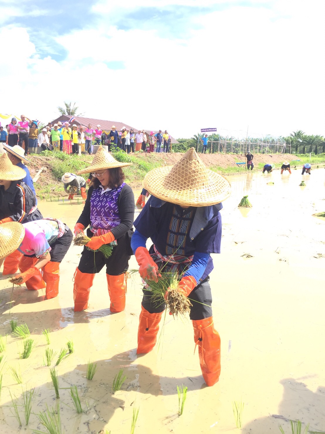 ประมงจังหวัดพัทลุง เข้าร่วมงานโครงการภายใต้ภารกิจของ ศูนย์บริการและถ่ายทอดเทคโนโลยีการเกษตรประจำตำบลเขาเจียก (กิจกรรมการขับเคลื่อนปรัชญาเศรษฐกิจพอเพียง ในพื้นที่ตำบลเขาเจียกอย่างเป็นรูปธรรม “ศาสตร์พระราชา คืนชีวี สามัคคี ประเพณีลงแขก)..คลิก