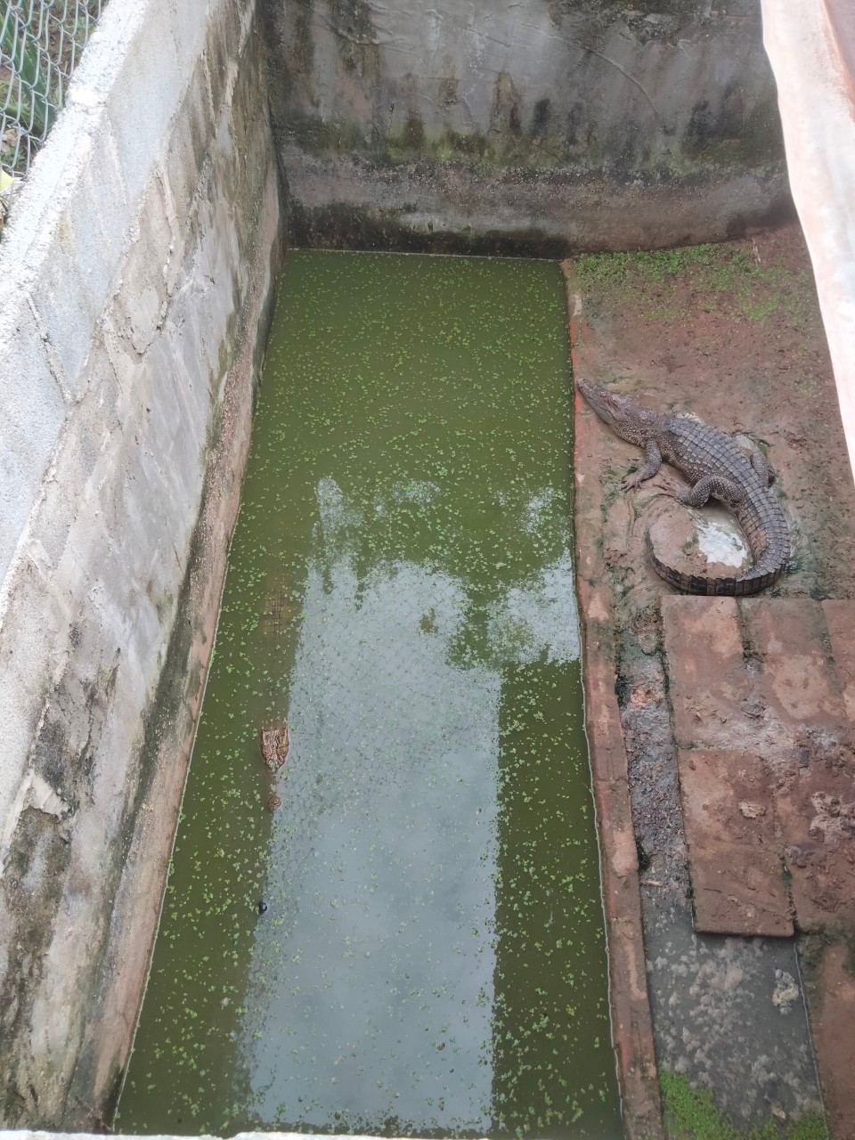 นายสมภาร วังคีรี ประมงอำเภอเมืองหนองบัวลำภู ตรวจติดตามฟาร์มจระเข้ ในพื้นที่อำเภอเมืองหนองบัวลำภู จำนวน 1 ฟาร์ม จระเข้ยังอยู่ครบ จำนวน 2 ตัว และได้รับอนุญาตการเลี้ยงถูกต้อง..คลิก