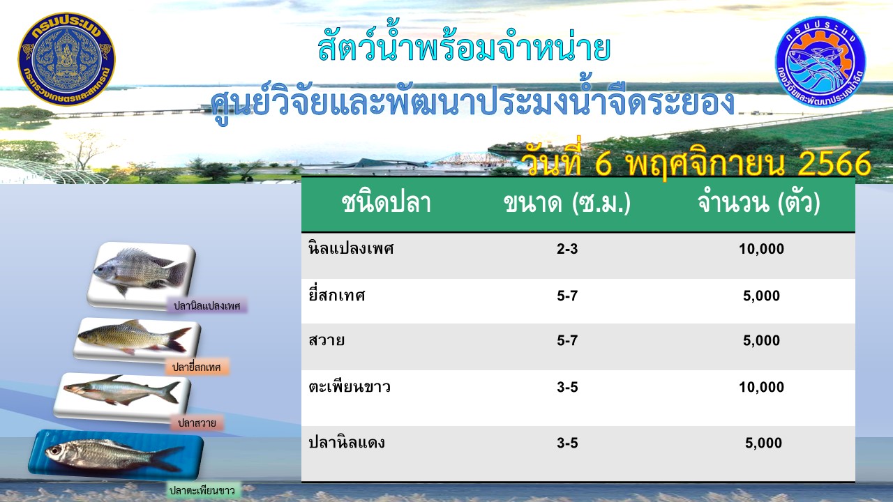 สัตว์น้ำพร้อมจำหน่าย วันที่ 6 พฤศจิกายน 2566..คลิก